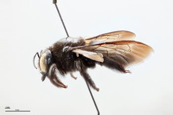 Media type: image;   Entomology 810851 Aspect: habitus lateral view